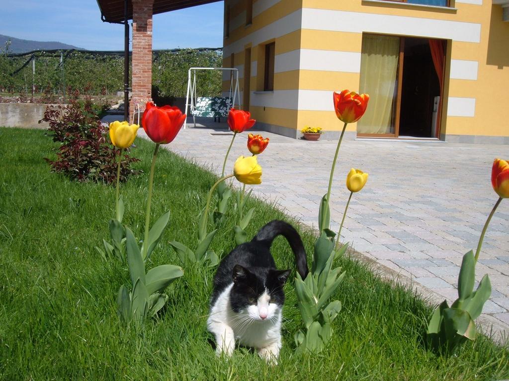 Agriturismo Fior Di Campo Dronero Exterior foto